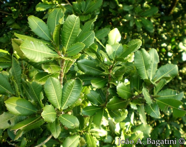 Pachystroma longifolium