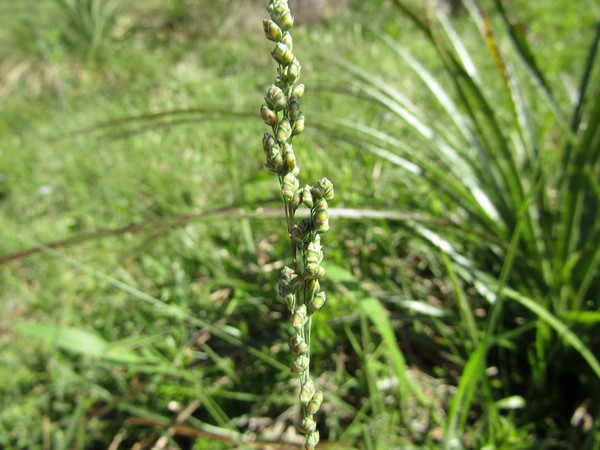 Chascolytrum scabrum