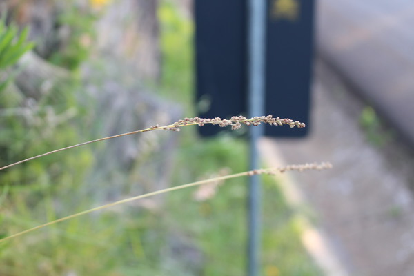 Chascolytrum scabrum