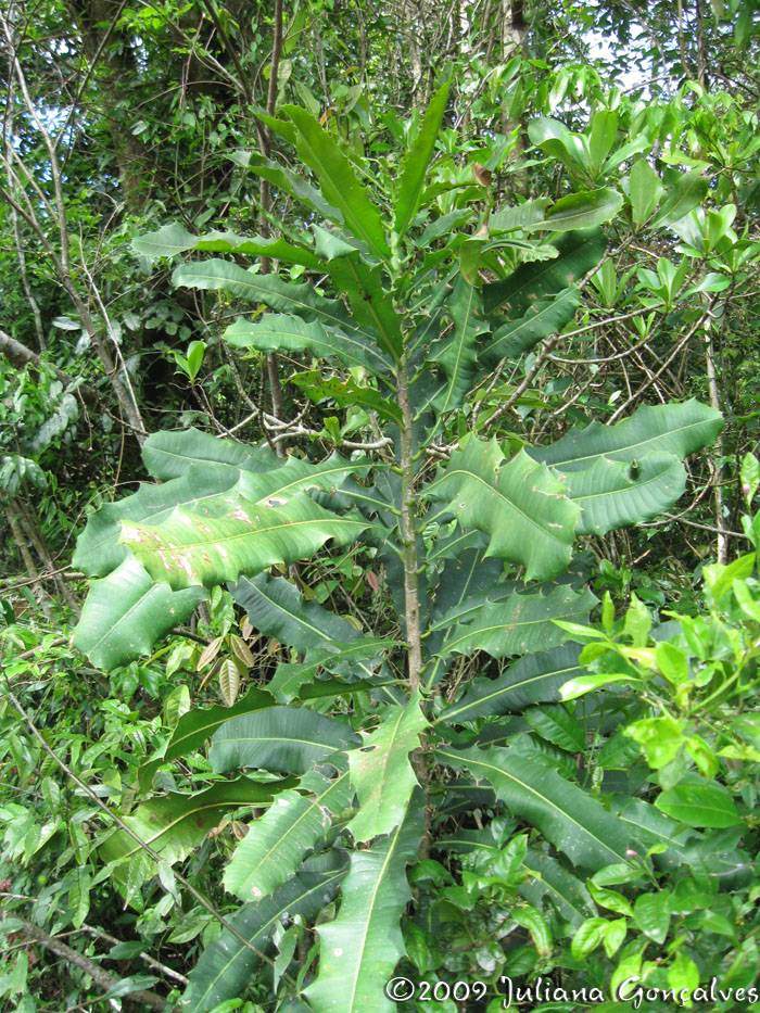 Pachystroma longifolium