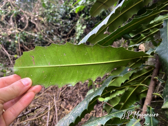 Pachystroma longifolium