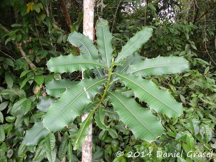 Pachystroma longifolium