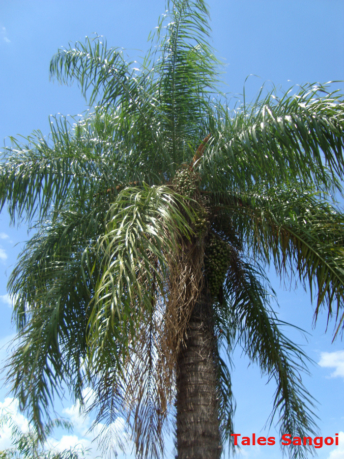 Acrocomia aculeata