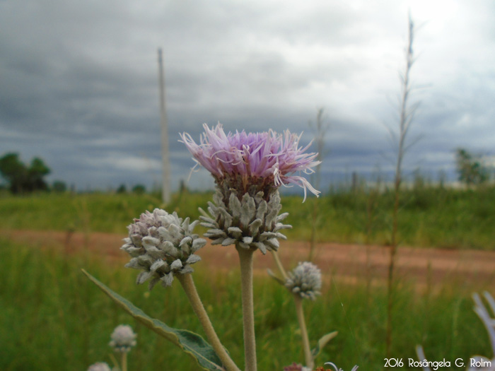 Lessingianthus macrocephalus