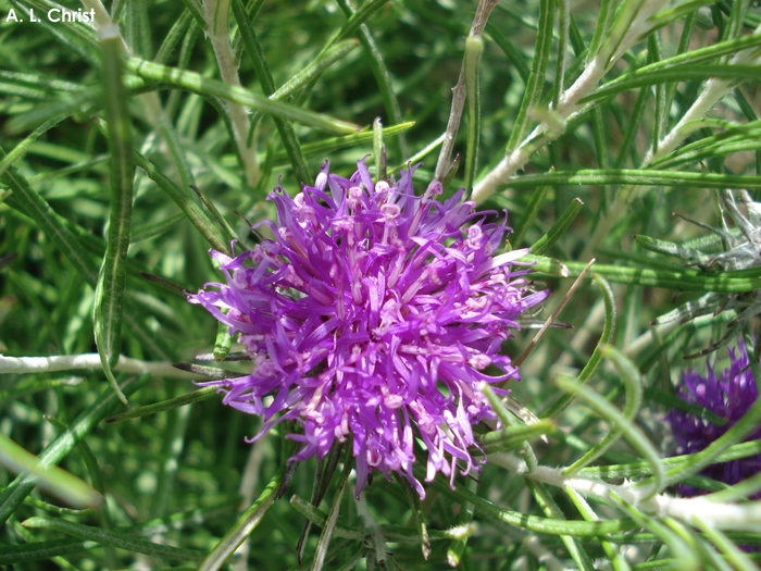 Lessingianthus intermedius