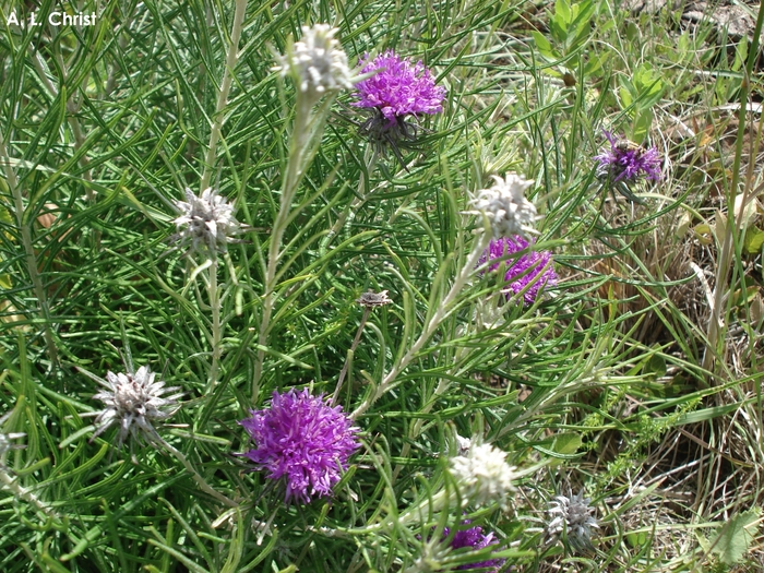 Lessingianthus intermedius