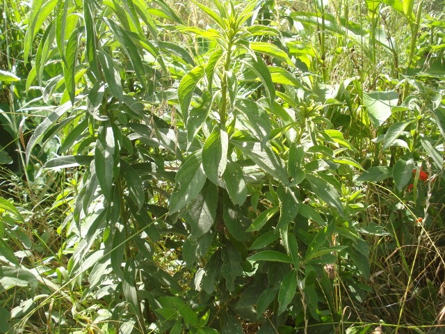 Lessingianthus glabratus