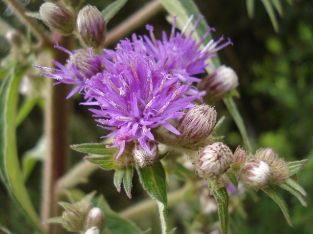 Lessingianthus glabratus