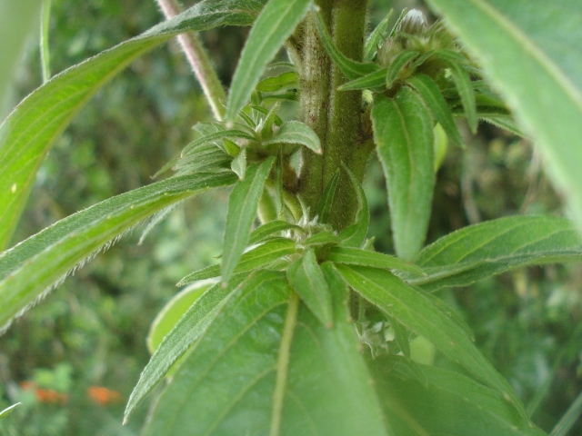 Lessingianthus glabratus