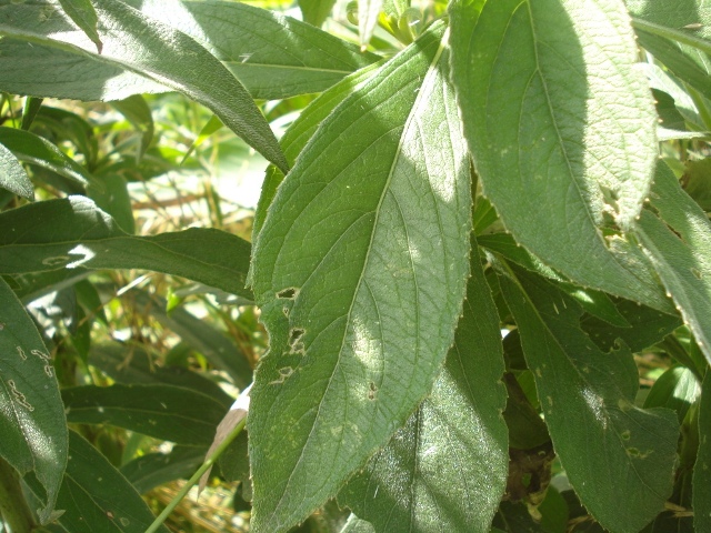 Lessingianthus glabratus