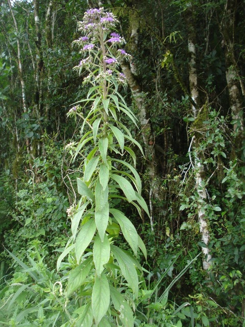 Lessingianthus glabratus