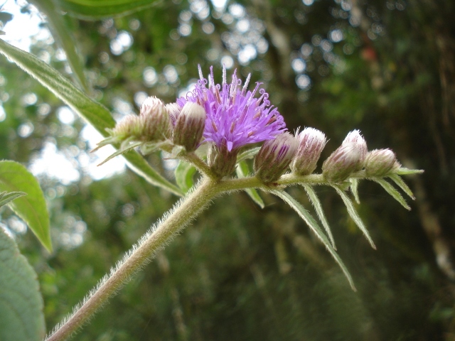 Lessingianthus glabratus