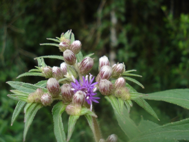 Lessingianthus glabratus