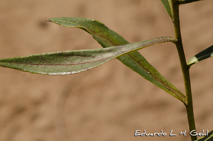 Chrysolaena flexuosa