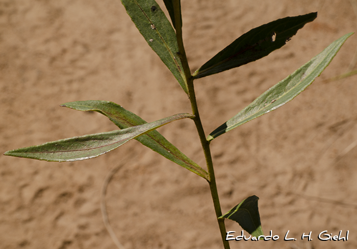 Chrysolaena flexuosa