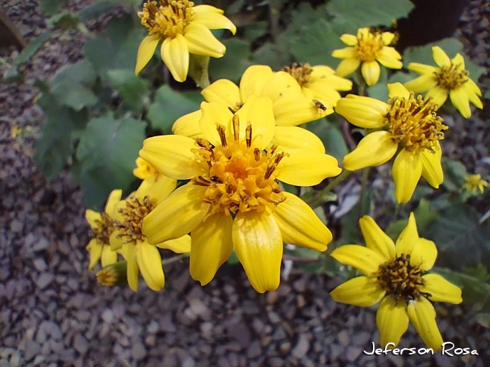 Dendrophorbium catharinense