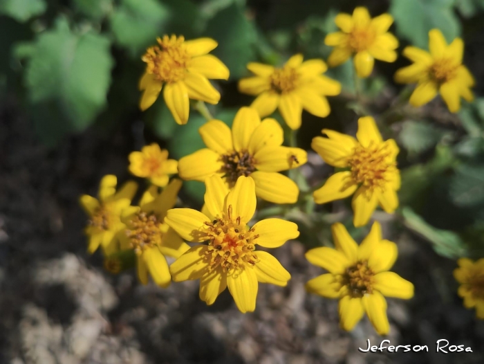 Dendrophorbium catharinense