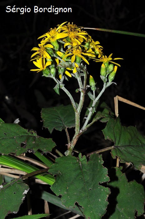 Dendrophorbium catharinense