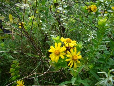 Calea phyllolepis