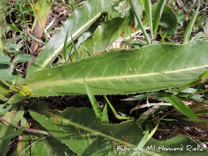 Trixis lessingii