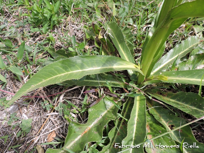 Trixis lessingii