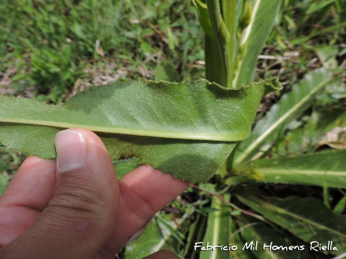 Trixis lessingii