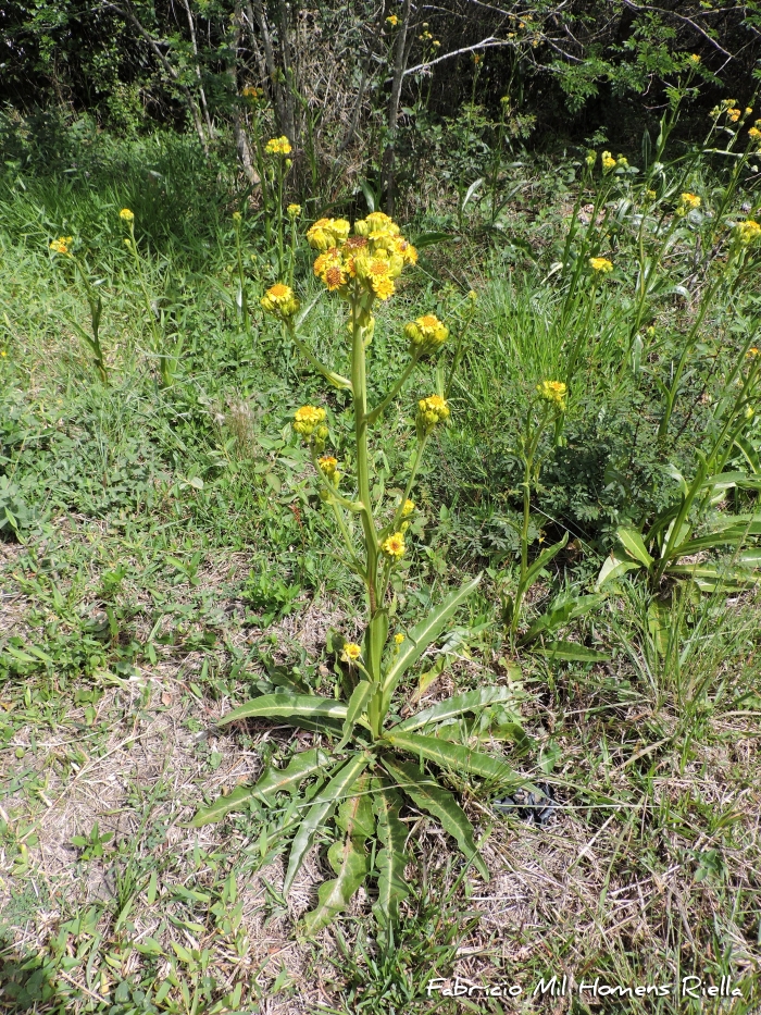 Trixis lessingii