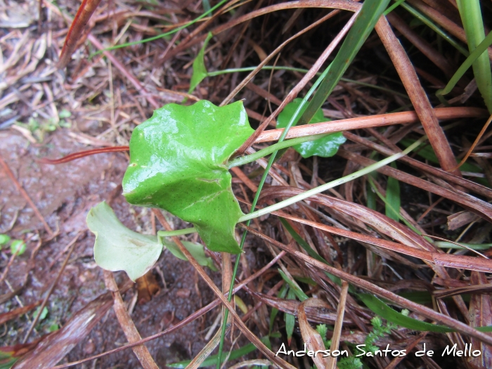 Pamphalea araucariophila