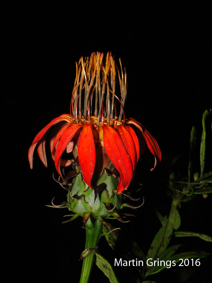 Mutisia campanulata
