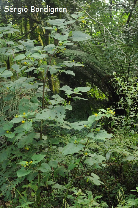 Smallanthus riograndensis