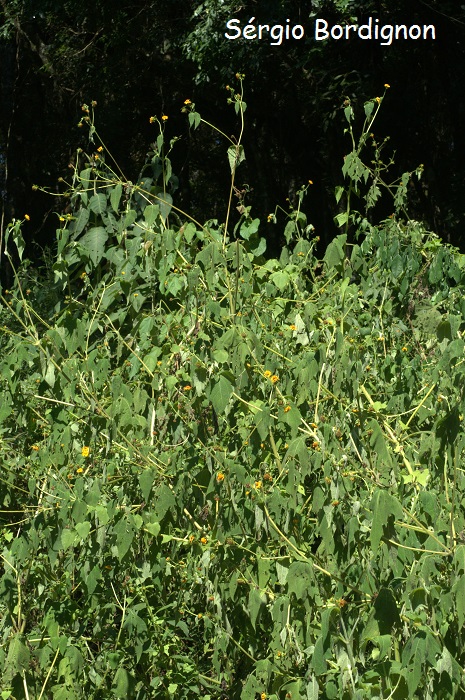 Smallanthus araucariophilus