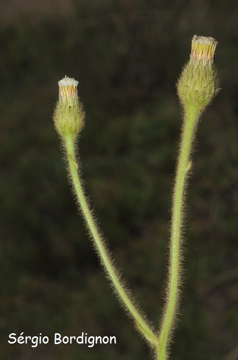 Stenachaenium adenanthum