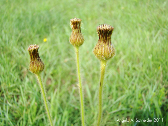 Stenachaenium adenanthum