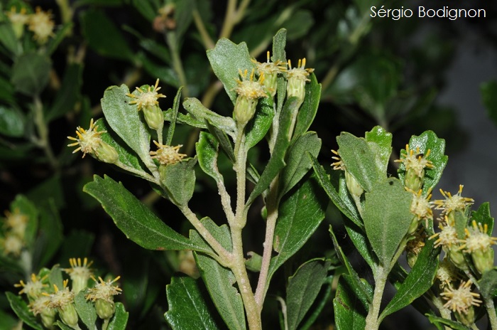 Baccharis angusticeps