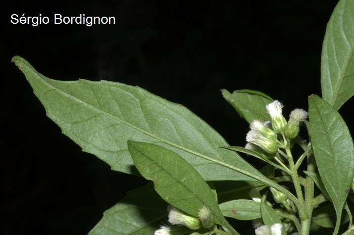 Baccharis dentata