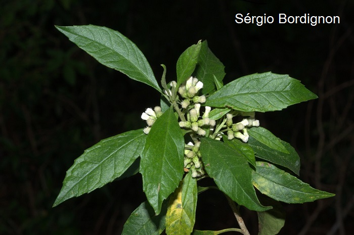 Baccharis dentata