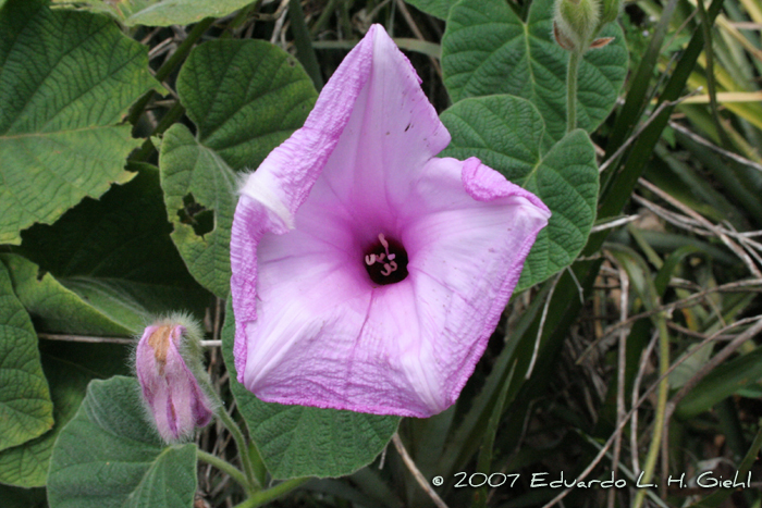 Ipomoea descolei