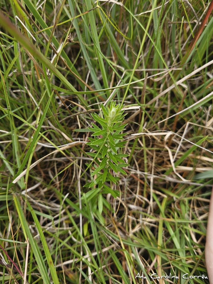 Lucilia linearifolia