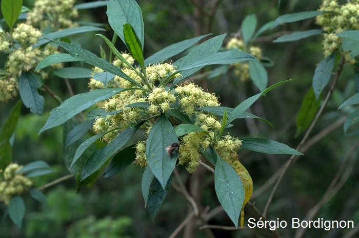 Baccharis dentata