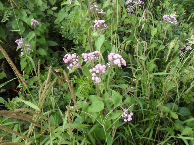 Urolepis hecatantha
