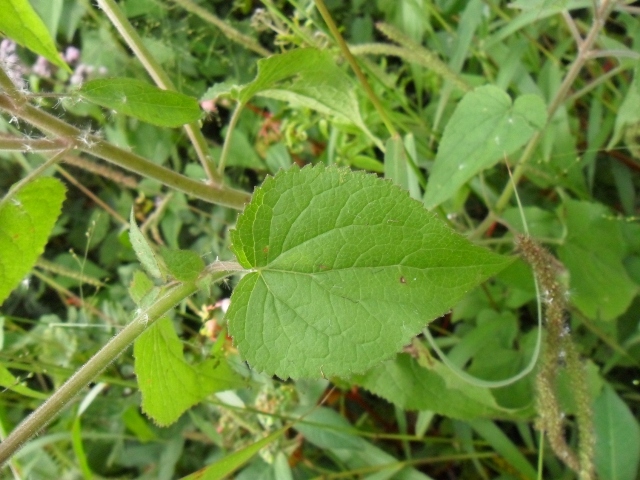 Urolepis hecatantha