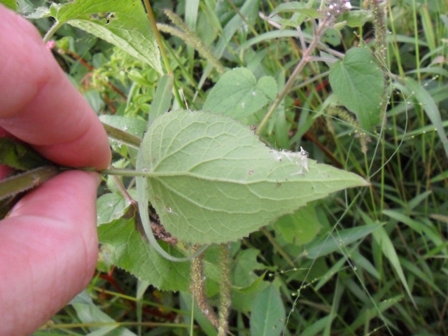 Urolepis hecatantha