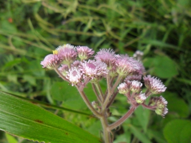 Urolepis hecatantha