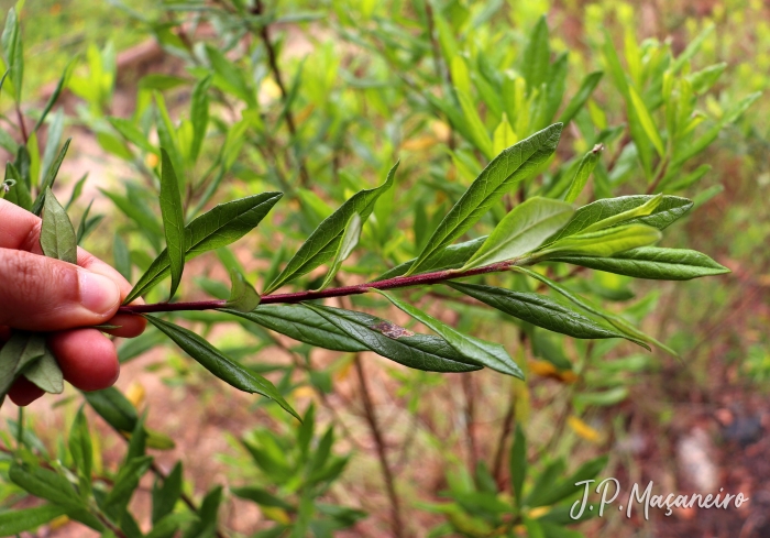 Baccharis semiserrata