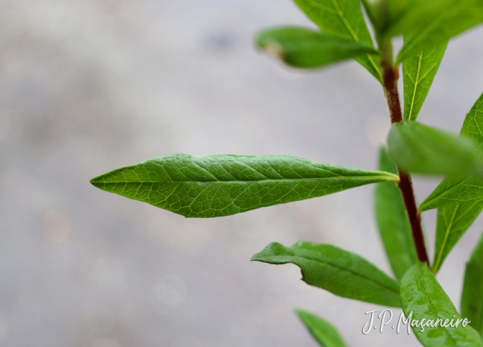 Baccharis semiserrata