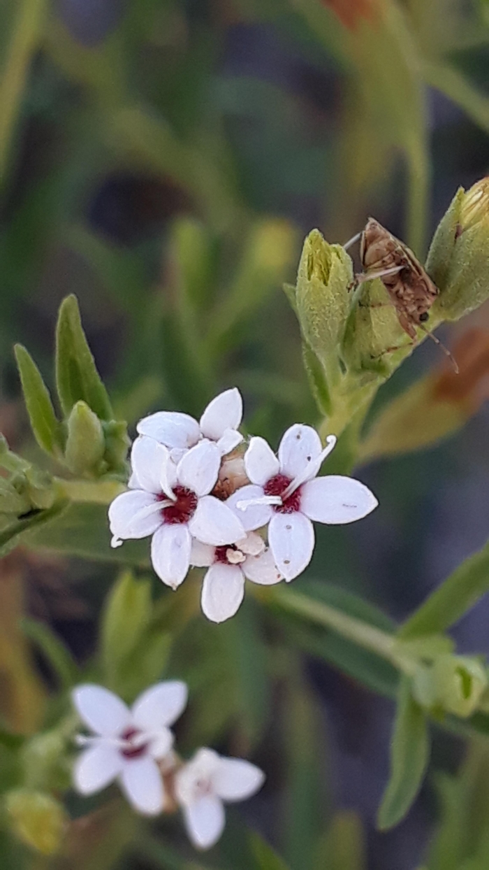 Stevia satureiifolia