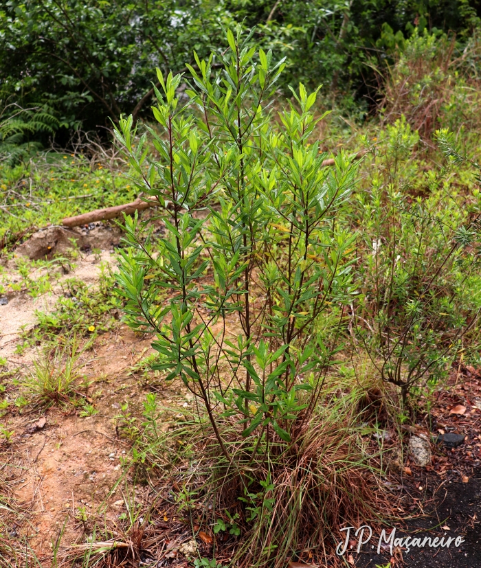 Baccharis semiserrata