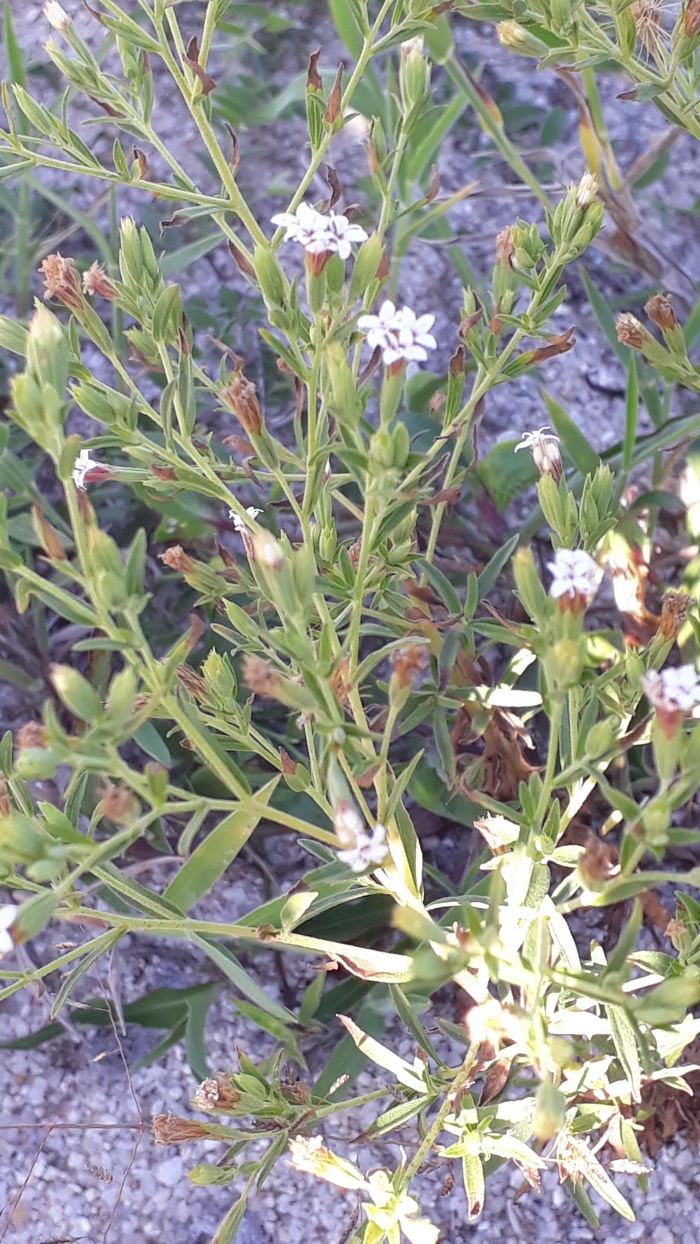 Stevia satureiifolia