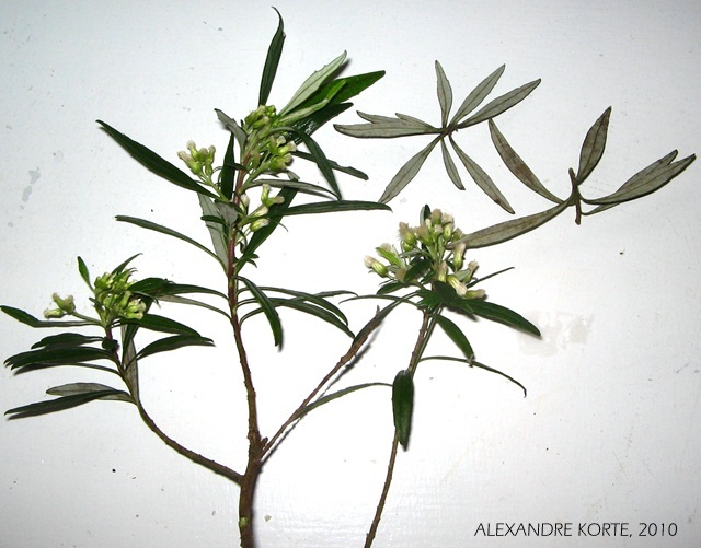 Baccharis semiserrata