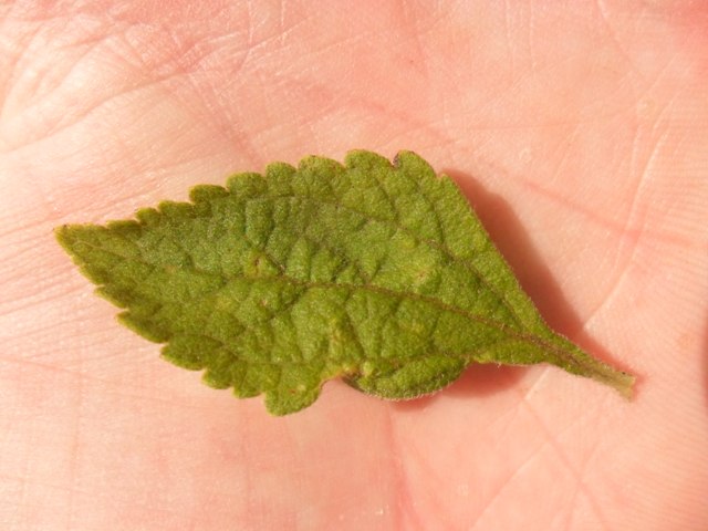 Stevia myriadenia